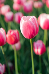 pink tulips in the garden