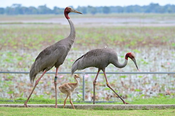 grey crowned crane