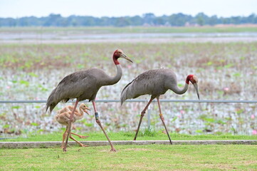 crowned crane in the zoo