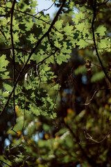 Beautiful foliage in green color. Nature background for your design. Color of the year 2025. 