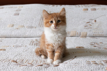 Cute Ginger Kitten Sitting on the Bed Looking at the Camera