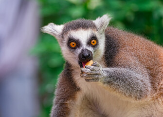Ring-tailed lemur eating