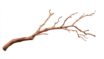 Natural rustic tree branch isolated on clean white background