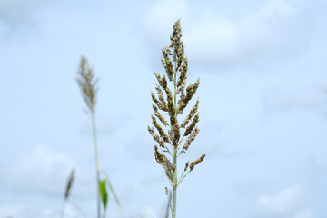 sorghum is a plantation in Thailand.

