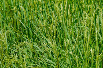 Rice is about to be harvested in Thailand.
