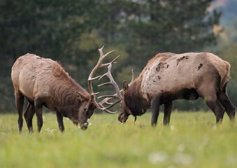 Magnificent Elk Bulls Battling Locking Horns Antlers Collide Rut Fight