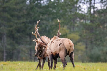 Magnificent Elk Bulls Battling Locking Horns Antlers Collide Rut Fight