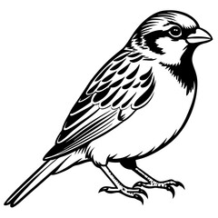Fototapeta premium illustration of a sparrow bird