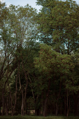 Autumn forest landscape. Yellowed leaves on trees in a national park. Orange and green shades of deep autumn. Calm and windless sunny weather.