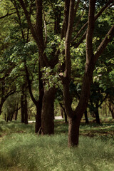 Autumn forest landscape. Yellowed leaves on trees in a national park. Orange and green shades of deep autumn. Calm and windless sunny weather.