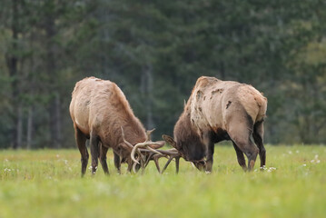 Fototapeta premium Magnificent Elk Bulls Battling Locking Horns Antlers Collide Rut Fight