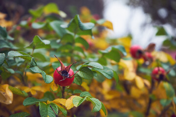 Róża dzika, Rosa canina L.