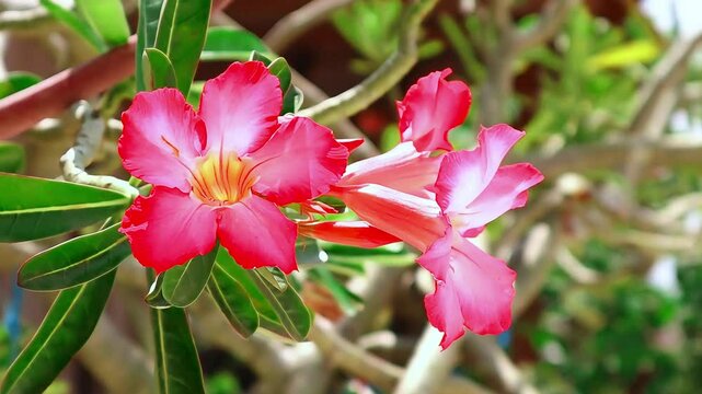 Adenium obesum, more commonly known as the desert rose, is a species of poisonous flowering plant belonging to the Nerieae tribe of the Apocynoideae subfamily of the dogbane family, Apocynaceae