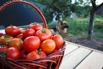 Red tomatoes in the wood basket of organic vegetable garden. А freshness of vegetable in the basket. Tomato picking.