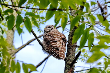 Barred owl perched in a tree in Ontario, Canada