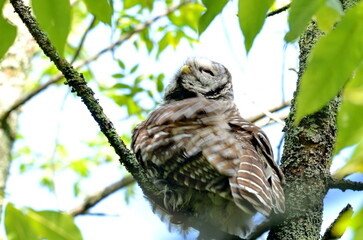 Barred owl perched in a tree in Ontario, Canada