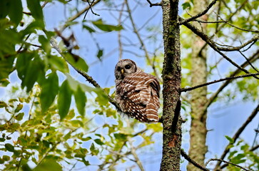 Barred owl perched in a tree in Ontario, Canada