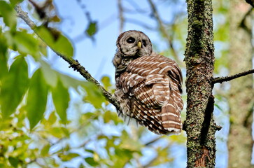 Barred owl perched in a tree in Ontario, Canada