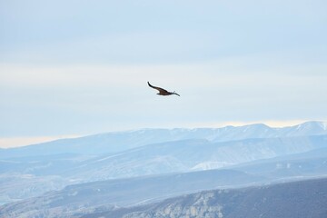 A bird is flying high in the sky above a snowy mountain. The sky is clear and the bird is soaring through the air