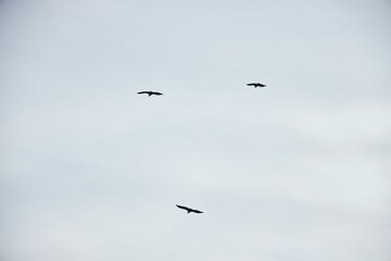 A bird is flying high in the sky above a snowy mountain. The sky is clear and the bird is soaring through the air