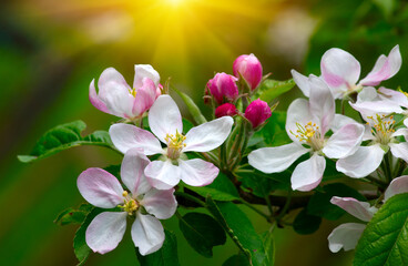 Blooming apple tree in the spring