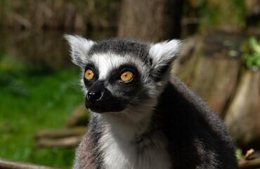 Ring-tailed lemur (Lemur catta)  portrait