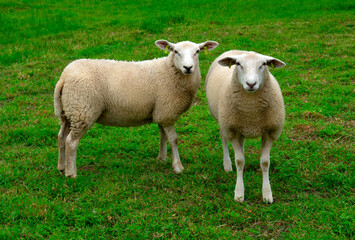 Sheep on green grass