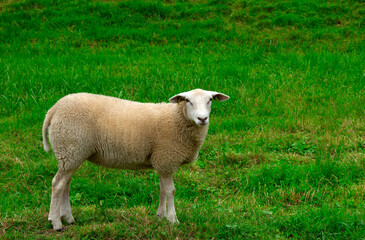 Sheep grazing  on a farm