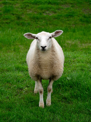 Obraz premium Sheep grazing on a farm