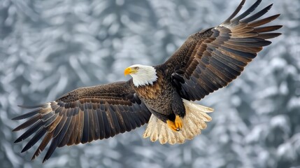 Fototapeta premium A bald eagle in flight with its wings spread wide, soaring above a snowy forest background.