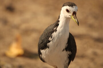 black waterbird 