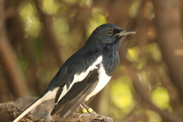 Fototapeta premium blackbird on a branch