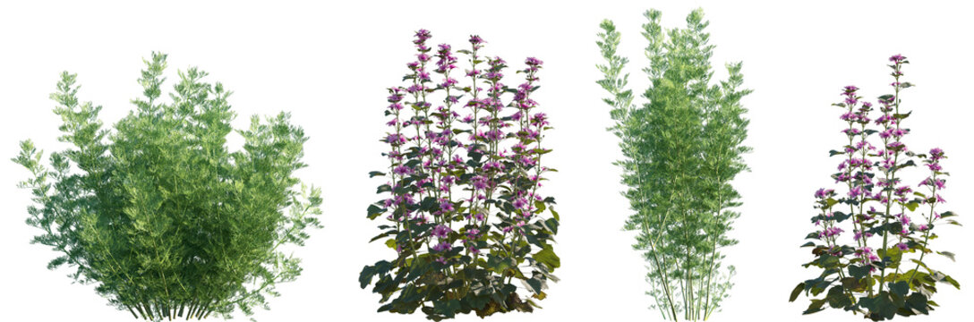 Set of frontal Artemisia abrotanum and Malva sylvestris isolated png on a transparent background perfectly cutout high resolution