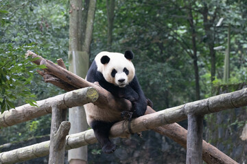 Giant Panda on the Wood structure, Panda Paradise, China