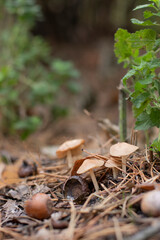 autumn mushrooms in the forest