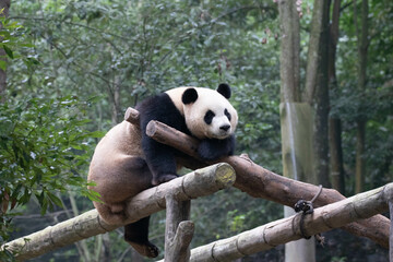 Giant Panda on the Wood structure, Panda Paradise, China