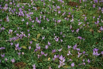 Closeup shot of delicate purple crocuses blooming in a lush green meadow. Capturing the beauty of spring wildflowers.