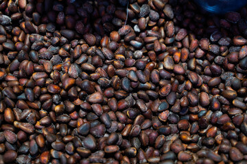 Pine nut shell. Scattering of cedar nuts