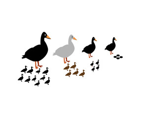 ducks on the beach
