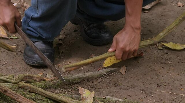 Making ayahuasca, ayawaska or yage. A shaman in Ecuador uses a machete to cut the stems of the liana Banisteriopsis caapi to the required length to prepare a traditional psychoactive drink.