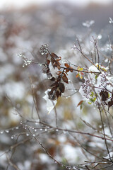 Remnants of autumn leaves and branches with raindrops in close-up. The first frosts in nature.Gloomy autumn in November in the park.Vertical photo