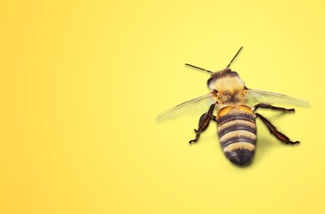 Wild American bumble bee flying mid air