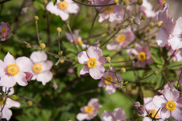 Anemone pink flowers in the garden