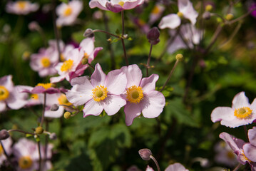 Anemone pink flowers in the garden