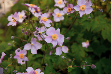 Anemone pink flowers in the garden