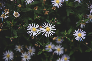 daisies in a garden
