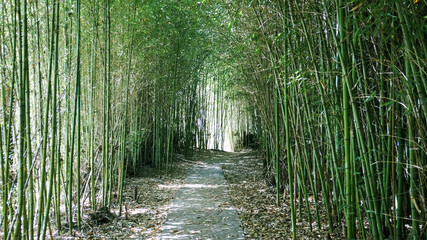 narrow path surrounded by a green bamboo forest near Villa Amancay, cordoba  