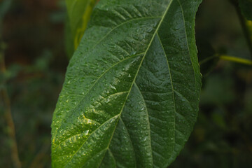 Dew-Kissed Leaf: A Macro View of Nature's Hydration Process