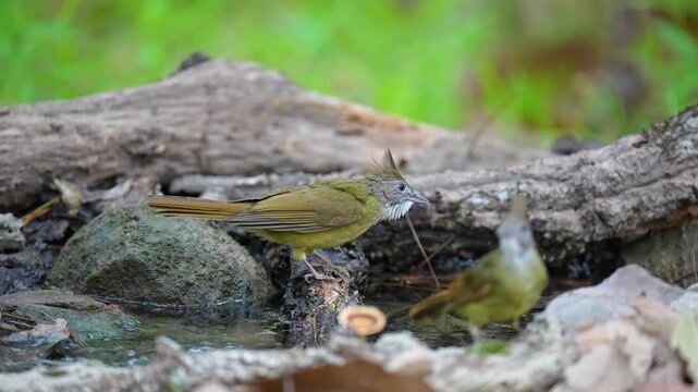 Puff-throated Bulbul in pond birdwatching in the forest.