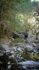 small pond of water in a forest next to a few large rocks in a sunny spring afternoon  